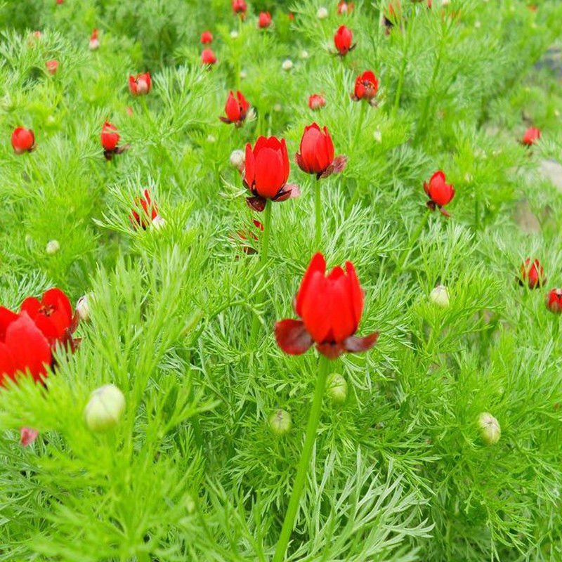 福寿花种子红色花朵福寿草花种批发