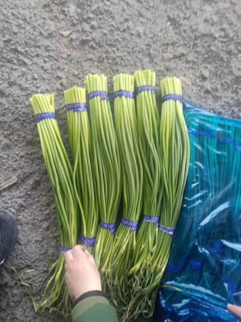 冷库蒜薹（红帽，白帽）货源充足，全国发货
