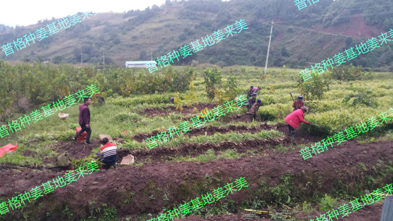 脱毒白姜姜种—四川白姜种第二代大凉山高山2018新基地