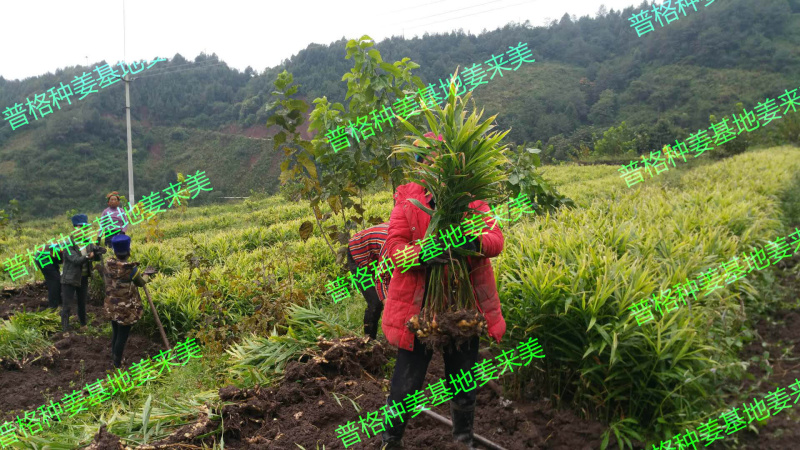 脱毒白姜姜种—四川白姜种第二代大凉山高山2018新基地