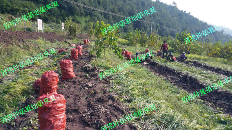 脱毒白姜姜种—四川白姜种第二代大凉山高山2018新基地