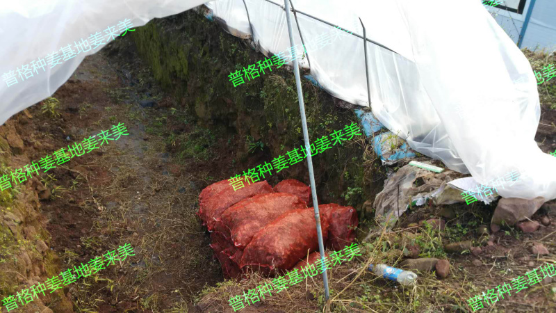 脱毒白姜姜种—四川白姜种第二代大凉山高山2018新基地