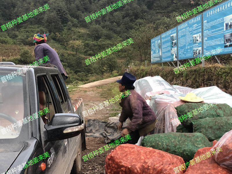脱毒白姜姜种—四川白姜种第二代大凉山高山2018新基地