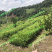 脱毒白姜姜种—四川白姜种第二代大凉山高山2018新基地