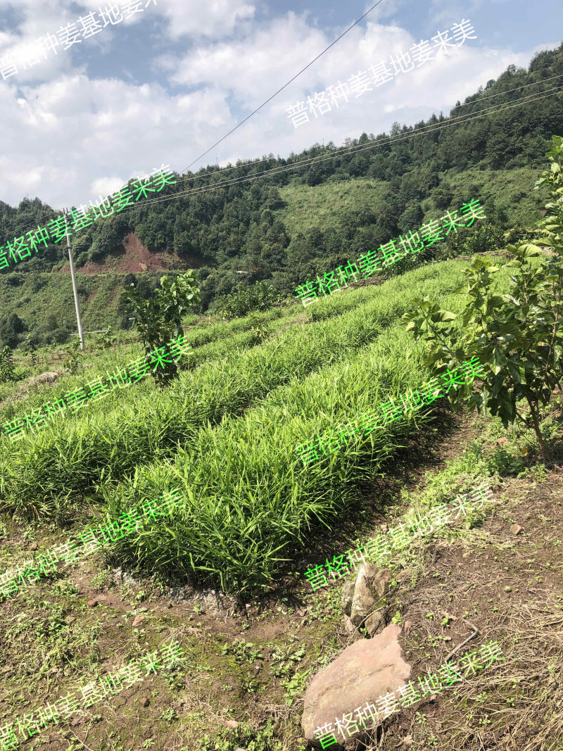 脱毒白姜姜种—四川白姜种第二代大凉山高山2018新基地