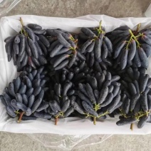 甜蜜蓝宝石葡萄苗可当年结果，包成活，全程种植技术指导