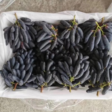 甜蜜蓝宝石葡萄苗可当年结果，包成活，全程种植技术指导