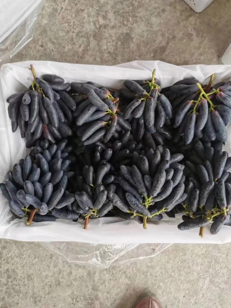 甜蜜蓝宝石葡萄苗可当年结果，包成活，全程种植技术指导