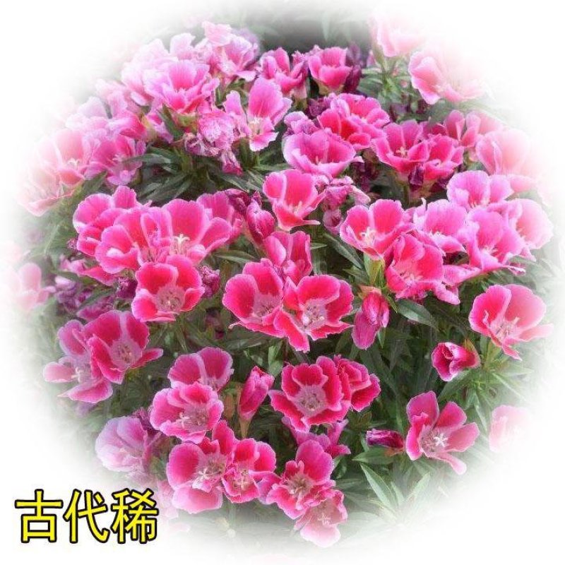 古代稀种子种子大量批发优质种籽