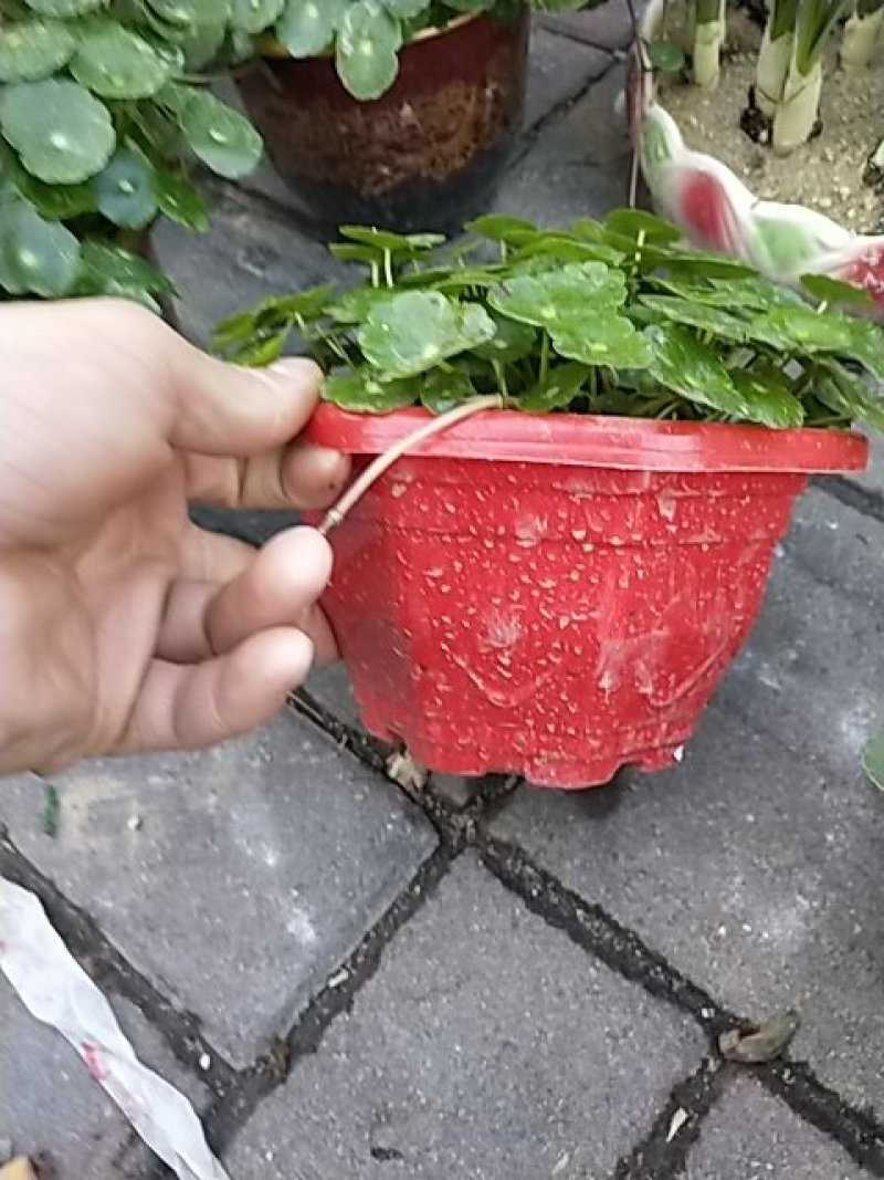 金钱草