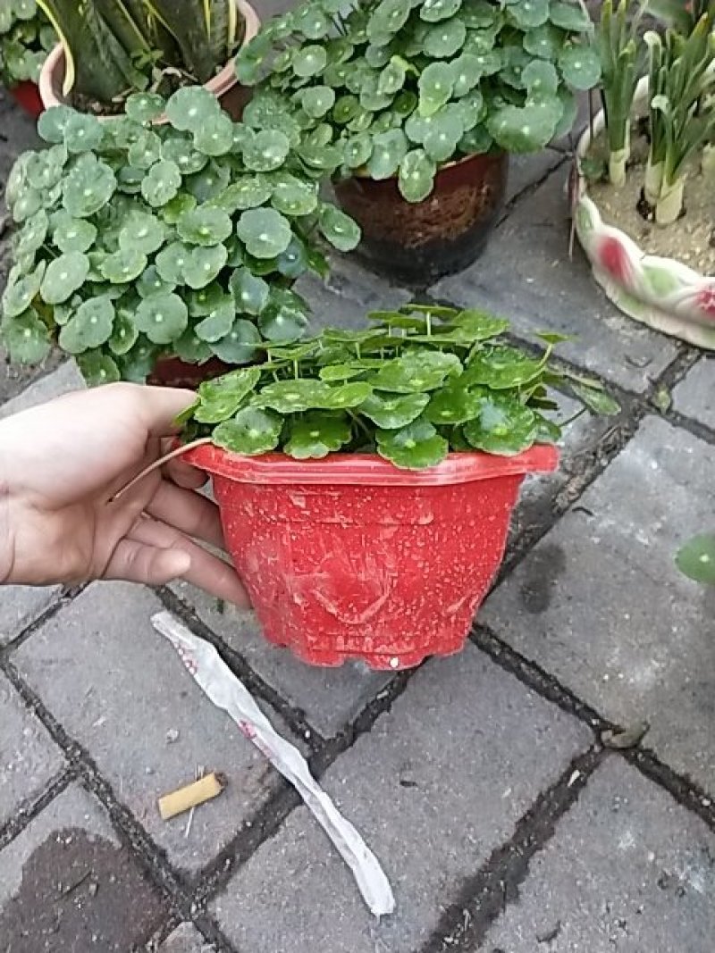 金钱草