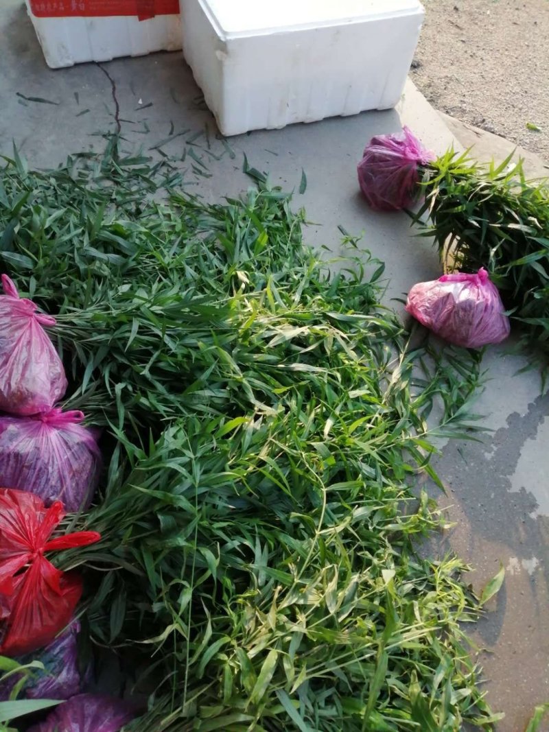 湖南多花姜形黄精种苗（药食两用包回收包技术指导量大从优）