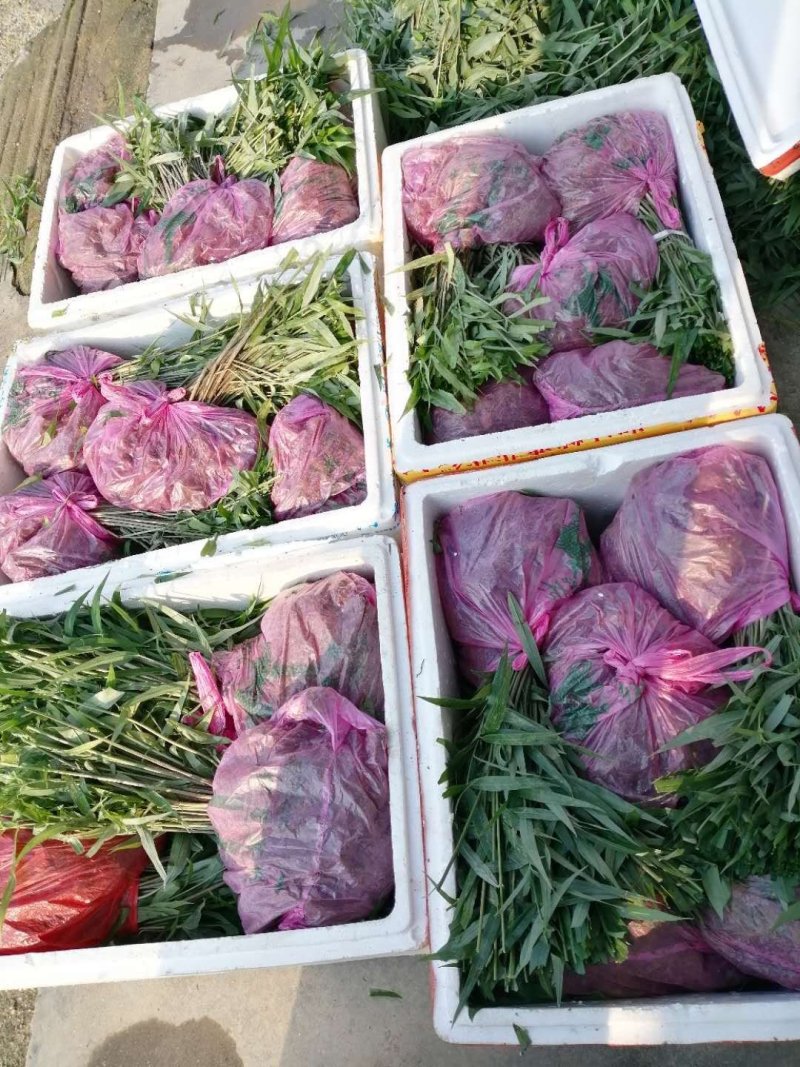 湖南多花姜形黄精种苗（药食两用包回收包技术指导量大从优）