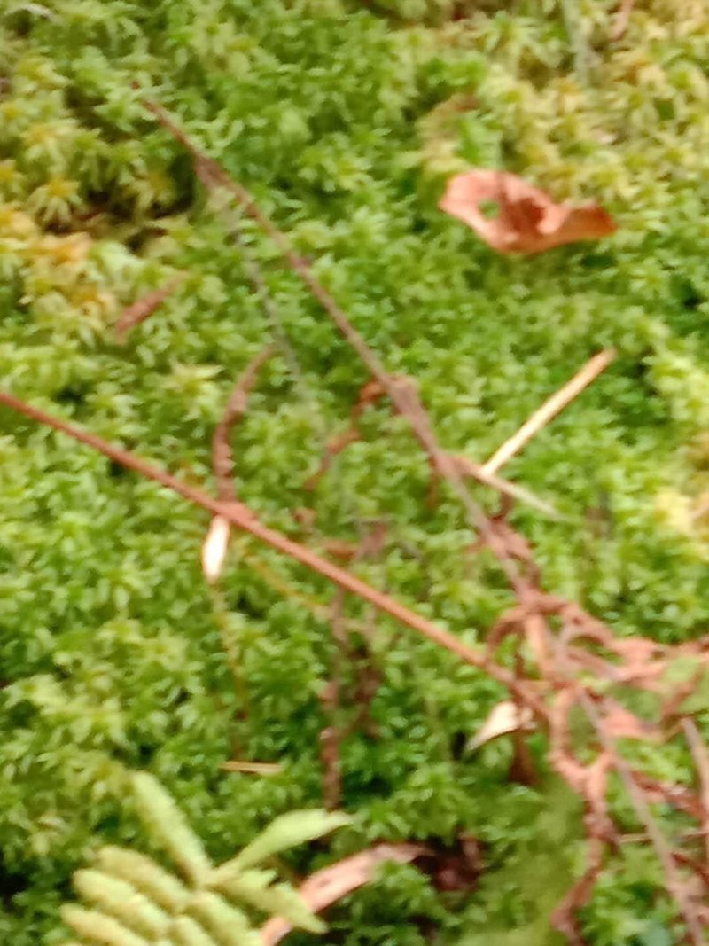 水苔（水苔苗）出售可视频发货