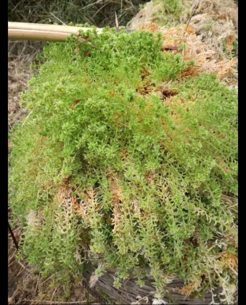 水苔（水苔苗）出售可视频发货