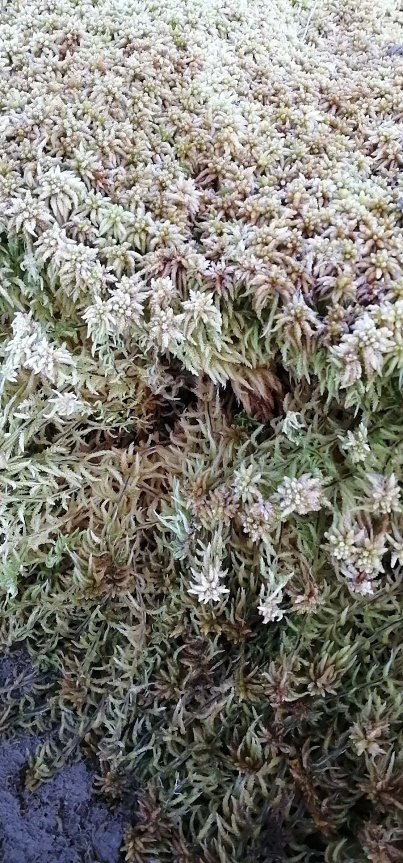 水苔（水苔苗）出售可视频发货