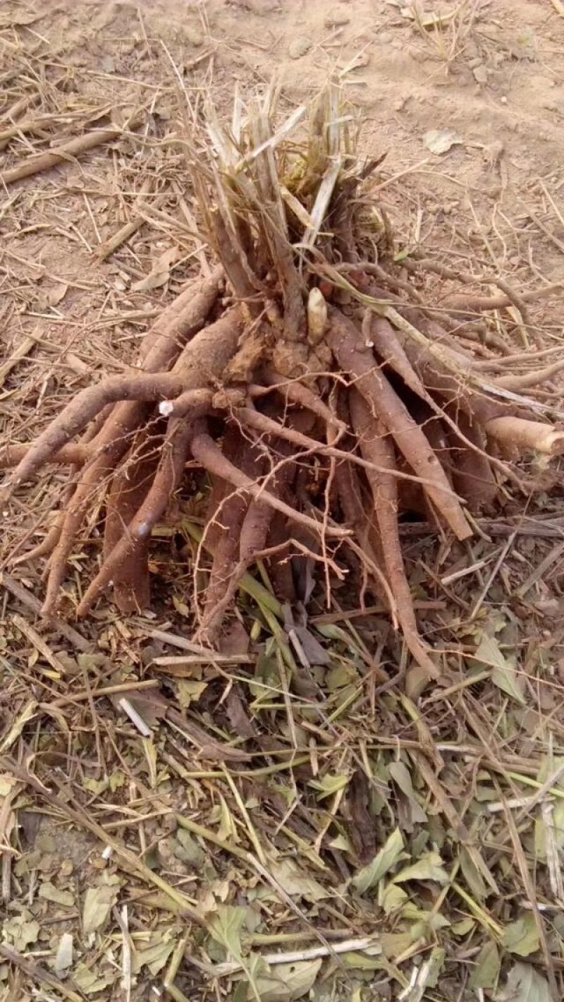 赤芍片、黑白芍片、京赤芍片等各种芍药片！
