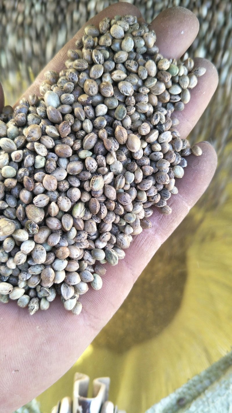 火线麻子