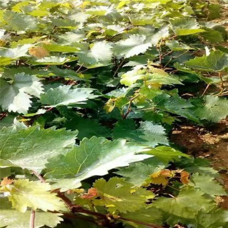 葡萄苗，纯甜基地直发，当年挂果，包邮包技术