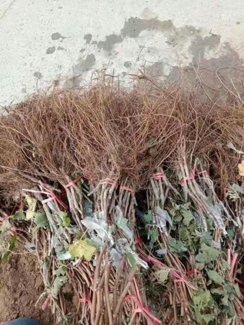葡萄苗，纯甜基地直发，当年挂果，包邮包技术