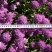 蜂室花种子四季易种阳台花花卉芳香植物屈曲花