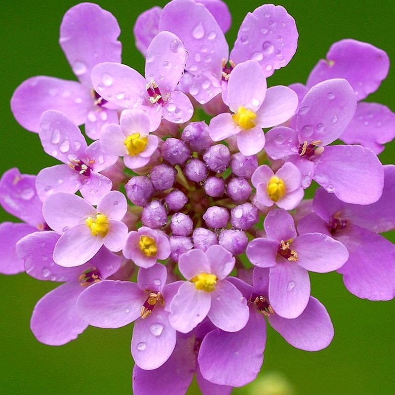 蜂室花种子四季易种阳台花花卉芳香植物屈曲花