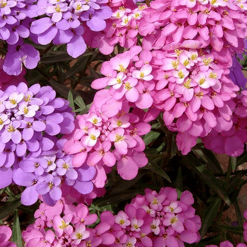蜂室花种子四季易种阳台花花卉芳香植物屈曲花