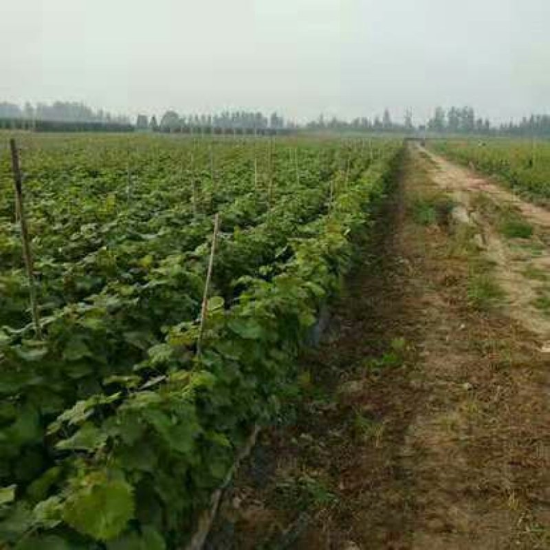 葡萄苗，纯甜基地直发，当年挂果，包邮包技术
