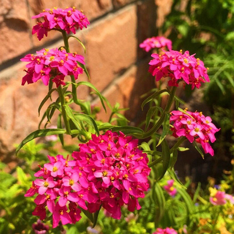 蜂室花种子四季易种阳台花花卉芳香植物屈曲花