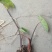 紫芋紫芋种植基地紫芋批发价浙江紫芋萧山佳颖园艺