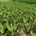 紫芋紫芋种植基地紫芋批发价浙江紫芋萧山佳颖园艺