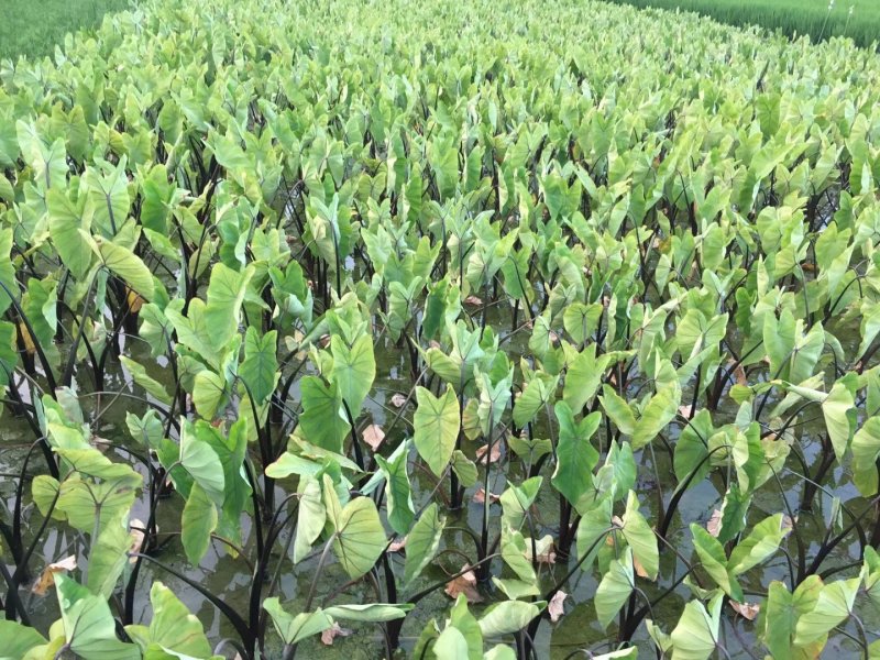 紫芋紫芋种植基地紫芋批发价浙江紫芋萧山佳颖园艺