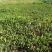 紫芋紫芋种植基地紫芋批发价浙江紫芋萧山佳颖园艺