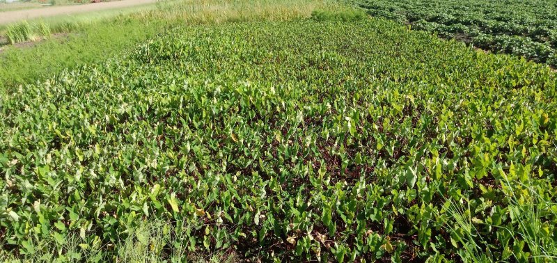 紫芋紫芋种植基地紫芋批发价浙江紫芋萧山佳颖园艺