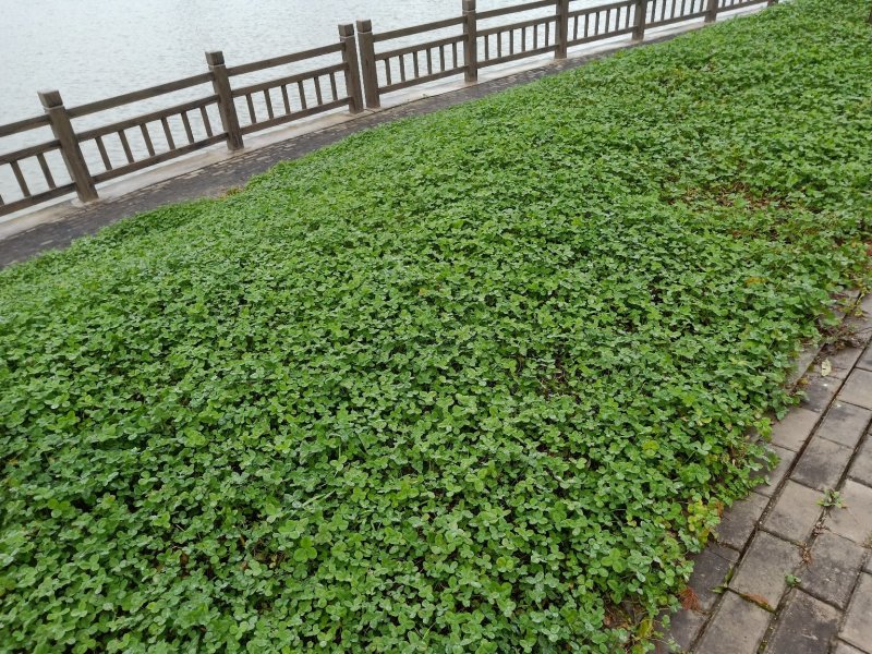白三叶白三叶小苗佳颖园艺场自产自销批发供应