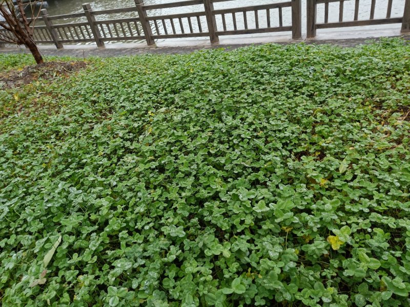 白三叶白三叶小苗佳颖园艺场自产自销批发供应