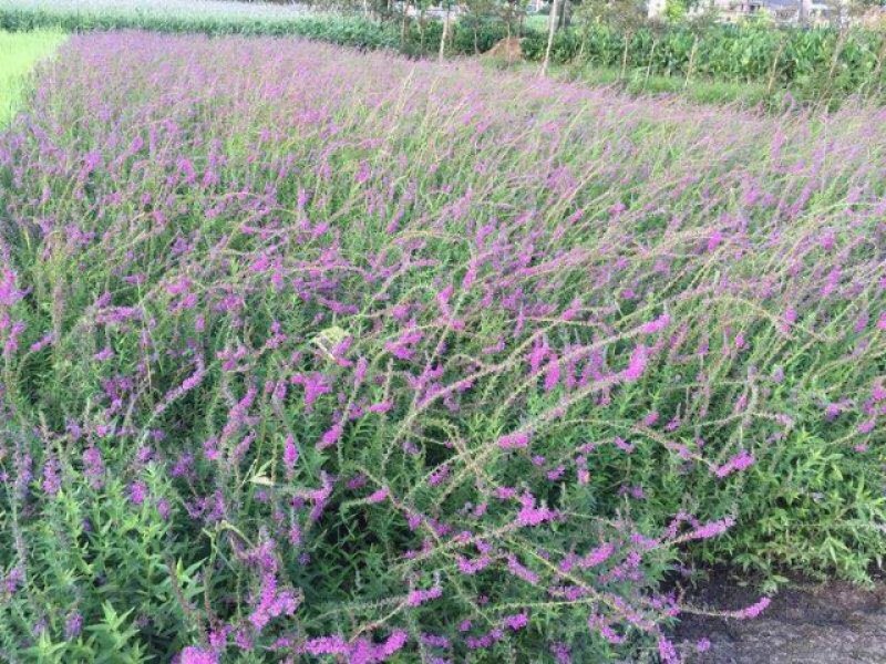 千屈菜千屈菜苗千屈菜杯苗佳颖园艺基地直销大量供应