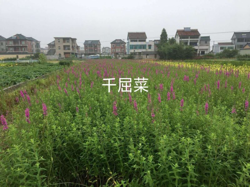 千屈菜千屈菜苗千屈菜杯苗佳颖园艺基地直销大量供应