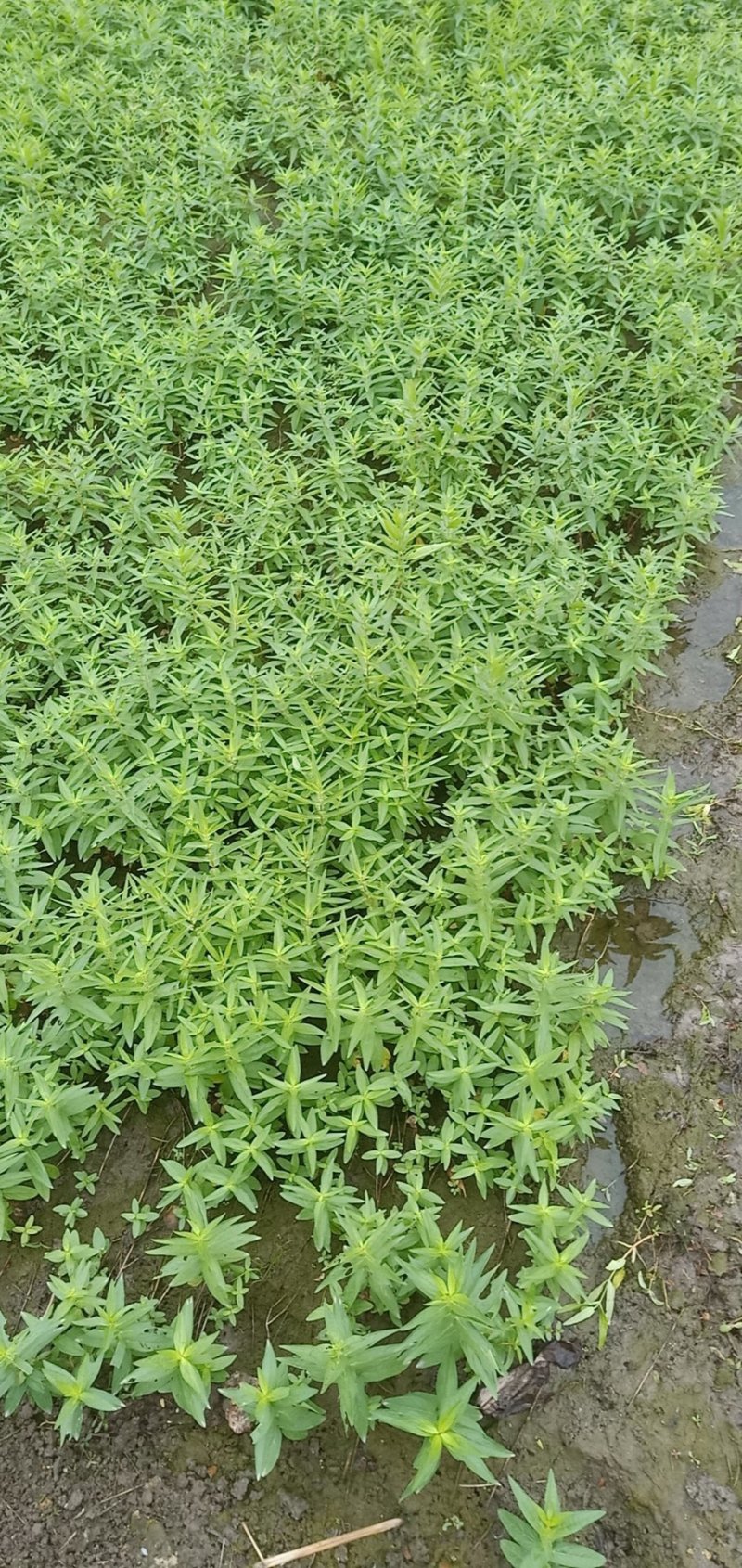 千屈菜千屈菜苗千屈菜杯苗佳颖园艺基地直销大量供应