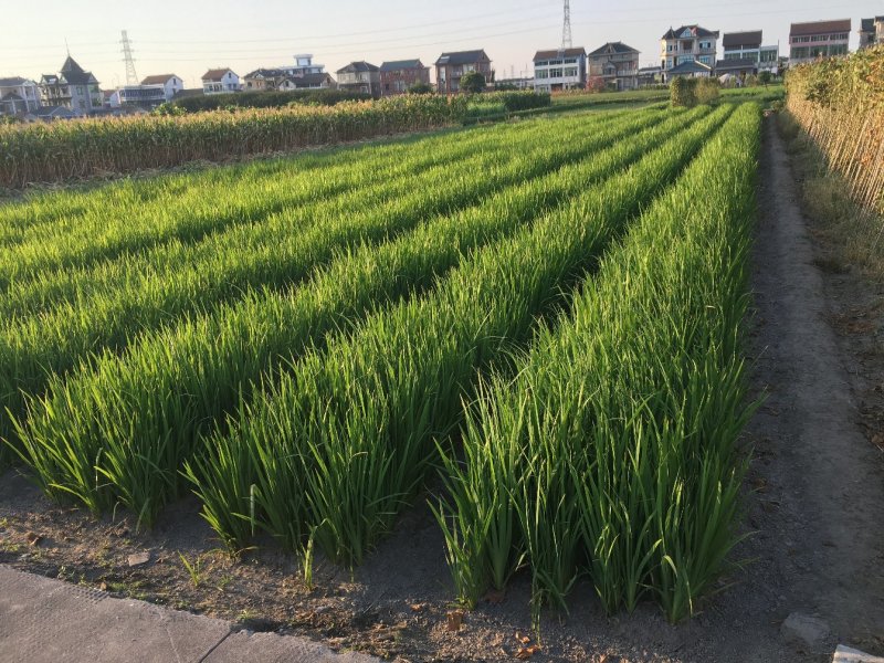 黄菖蒲黄菖蒲小苗黄花鸢尾基地大量供应批发
