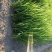 黄菖蒲黄菖蒲小苗黄花鸢尾基地大量供应批发