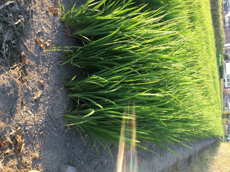 黄菖蒲黄菖蒲小苗黄花鸢尾基地大量供应批发