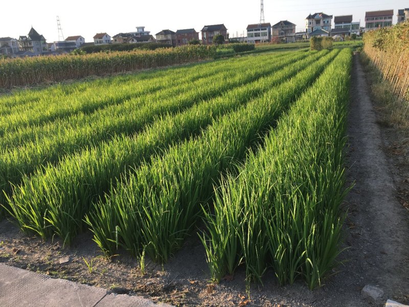 黄菖蒲黄菖蒲小苗黄花鸢尾基地大量供应批发