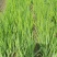 黄菖蒲黄菖蒲小苗黄花鸢尾基地大量供应批发