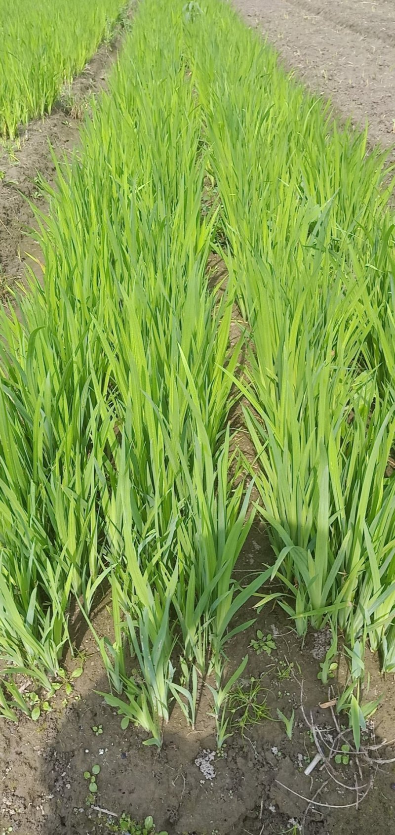 黄菖蒲黄菖蒲小苗黄花鸢尾基地大量供应批发