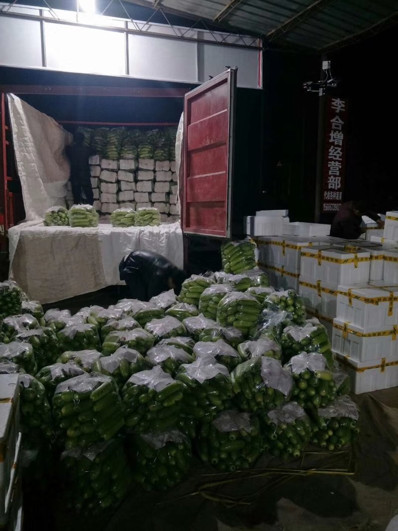 精品油绿皮西葫芦大量上市中山东聊城东昌府区产地直发