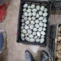 安徽蚌埠常年出售皮蛋