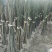 玉兰苗地栽苗70~80cm包指导包技术包成活