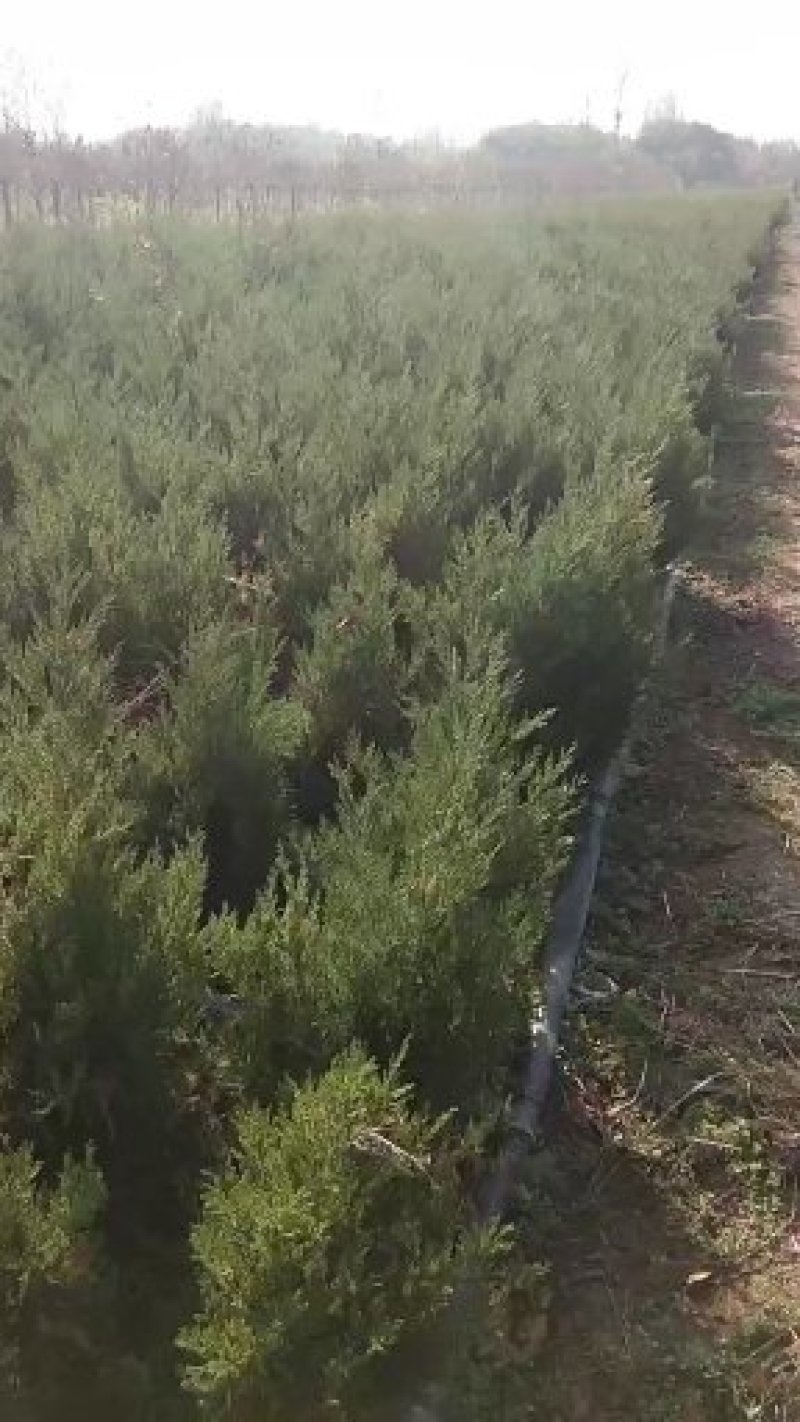 松树1.5~2m优质品种包指导包技术包成活