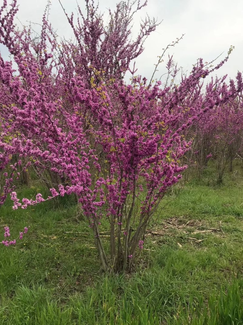 桂花30~50cm庭院观赏品种包成活包技术